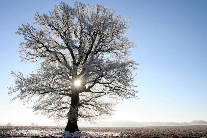无人,横图,室外,白天,正面,旅游,度假,美景,雪,植物,大雪,一棵,阴影,光线,影子,地平线,积雪,景观,雪景,云,云朵,冬季,冬天,辽阔,地面,云彩,娱乐,树,树木,蓝色,绿色,白云,蓝天,天空,阳光,自然,天,享受,休闲,广阔,景色,放松,寒冷,生长,晴朗,成长,一望无际,自然风光,延伸,天地相交,严寒,无边无际,一马平川,孤苦,伶仃,孤单,孤独,晴空,彩图