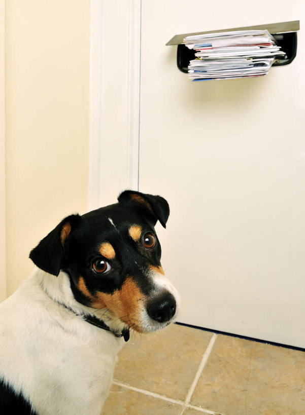 无人,站,竖图,俯视,室内,白天,门,宠物,狗,传递,信息,瓷砖,地砖,杰克罗素梗,地面,联系,注视,邮筒,邮箱,一只,动物,观察,看,站着,可爱,联络,邮递,通信,观看,察看,关注,邮政,忠诚,帕尔森罗塞尔梗,犬,站立,半身,彩图,高角度拍摄
