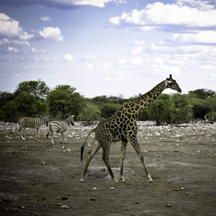 无人,站,方图,室外,白天,侧面,旅游,度假,美景,哺乳动物,长颈鹿,野生动物,非洲,纳米比亚,三只,景观,云,云朵,云彩,娱乐,蓝色,白云,蓝天,天空,自然,动物,天,站着,享受,休闲,景色,放松,活泼,晴朗,自然风光,纳米比亚共和国,晴空,站立,彩图,全身