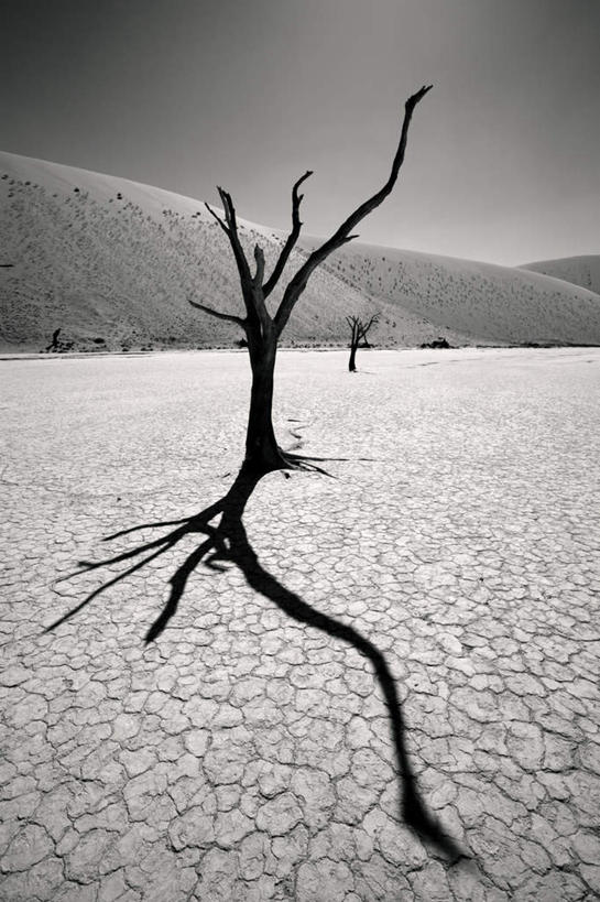 无人,竖图,黑白,室外,白天,正面,旅游,度假,美景,山,山脉,植物,非洲,纳米比亚,一棵,景观,山峰,枯树,山峦,娱乐,树,树木,绿色,天空,自然,群山,天,享受,休闲,景色,放松,生长,成长,自然风光,纳米比亚共和国,孤苦,伶仃,孤单,孤独