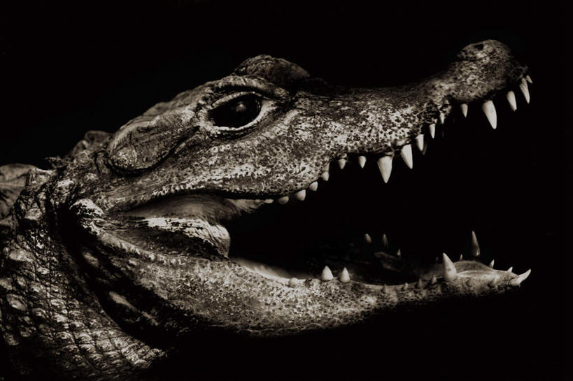 眼睛,嘴,眉毛,睫毛,牙齿,无人,横图,阶调图片,室内,白天,侧面,鳄鱼,野生动物,瞳孔,一条,爬行动物,注视,动物,观察,看,张嘴,眼部,摄影,影棚,观看,察看,锋利,尖锐,关注,尖利,凶猛,张大嘴巴,凯门鳄,犀利,残暴,凶残,齿,睫,口,口腔,眉,牙,牙龈,眼,眼睫毛,眼眉,嘴巴,嘴唇,张开嘴,半身,彩图,影棚拍摄,拍摄,眼眉毛
