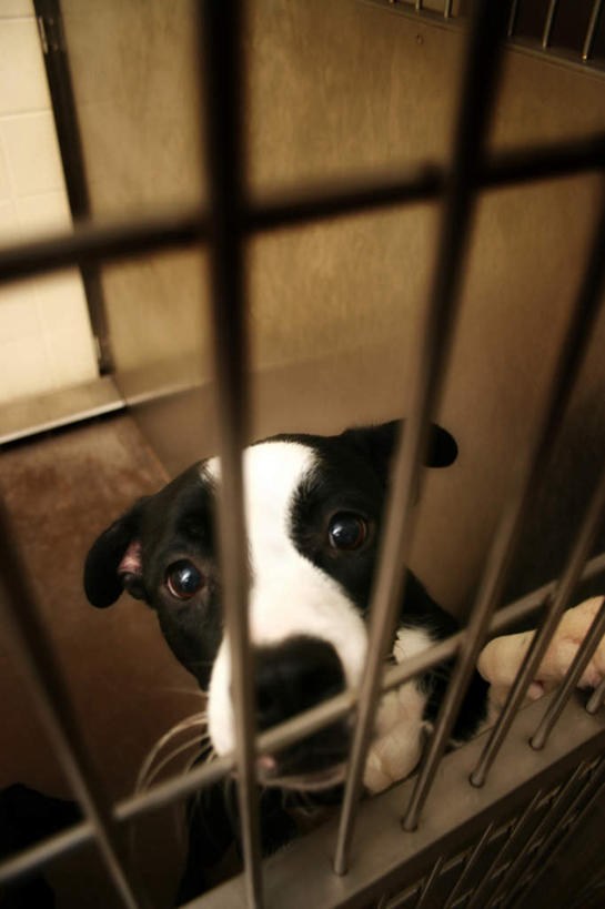 无人,竖图,俯视,室内,白天,门,宠物,狗,金属制品,关闭,金属,条形,笼子,注视,一只,动物,观察,看,趴着,可爱,观看,察看,关注,忠诚,犬,趴,半身,彩图,高角度拍摄