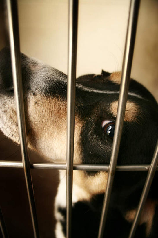 无人,竖图,俯视,室内,白天,门,宠物,狗,金属制品,关闭,金属,条形,笼子,注视,一只,动物,观察,看,趴着,可爱,观看,察看,关注,忠诚,犬,趴,半身,彩图,高角度拍摄