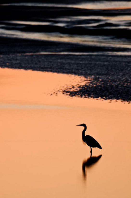 无人,竖图,俯视,室外,白天,石头,美景,日落,沙滩,鸟,苍鹭,鸟类,沙子,石子,海岸,景观,晚霞,霞光,落日,沙地,一只,倒影,自然,黄昏,景色,彩霞,倒映,自然风光,灰鹳,夕照,反照,海滩,石块,夕阳,彩图,高角度拍摄,全身,斜阳