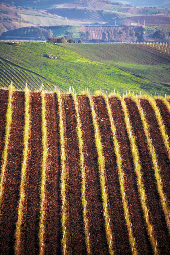 无人,家,农田,竖图,室外,白天,正面,庄稼,农作物,草地,草坪,植物,意大利,欧洲,房屋,屋子,楼房,住宅,草,绿色,西西里,南欧,意大利共和国,西西里岛,彩图,耕地,庄稼田,房子