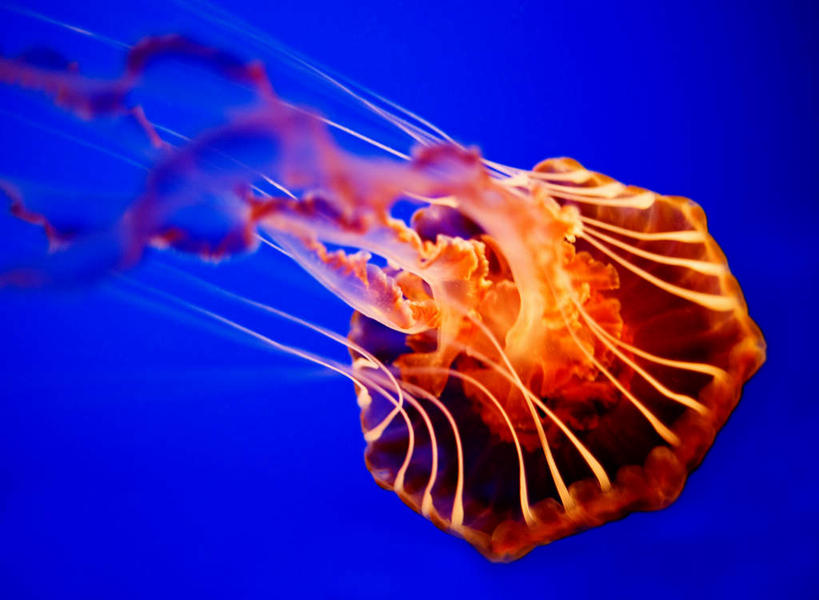 游泳,无人,横图,室内,特写,白天,正面,旅游,度假,海底,水下,美景,景观,水底,美丽,娱乐,海洋生物,无脊椎动物,一只,蓝色,自然,享受,休闲,景色,放松,海底世界,自然风光,水生动物,浮游动物,水生物,凶猛,海底动物,泅水,拍浮,海床,水母,彩图,全身