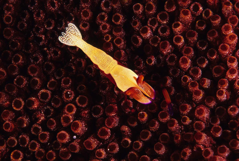 游泳,海鲜,无人,横图,俯视,室外,白天,旅游,度假,美景,珊瑚,景观,虾,娱乐,珊瑚礁,水产,海洋生物,一只,黄色,自然,享受,休闲,景色,放松,自然风光,水生动物,海产品,水生物,海底动物,海底礁,泅水,拍浮,礁,岩石,半身,彩图,高角度拍摄