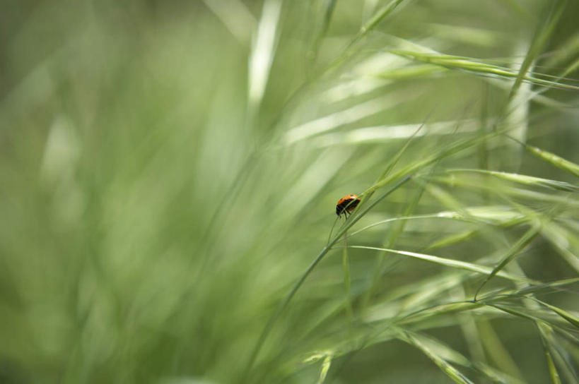 无人,横图,俯视,室外,白天,植物,瓢虫,叶子,阴影,朦胧,模糊,光线,昆虫,影子,斑点,茎,绿叶,注视,一只,绿色,阳光,自然,动物,观察,看,趴着,嫩叶,生长,成长,观看,厌恶,察看,关注,益虫,讨厌,叶,叶片,趴,彩图,高角度拍摄,全身