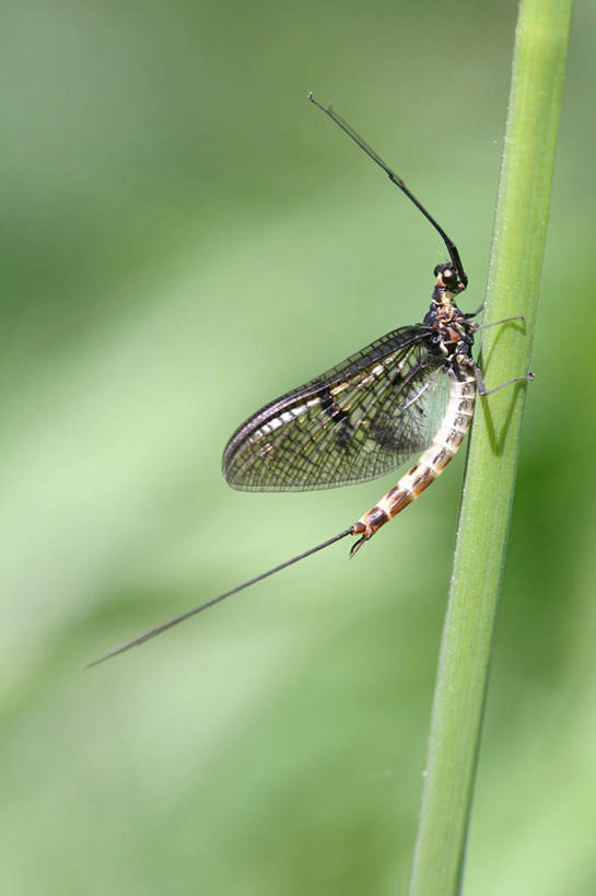 无人,竖图,俯视,室外,白天,叶子,阴影,朦胧,模糊,光线,影子,茎,绿叶,注视,一只,阳光,观察,看,趴着,嫩叶,观看,厌恶,察看,关注,讨厌,叶,叶片,趴,彩图,高角度拍摄,全身