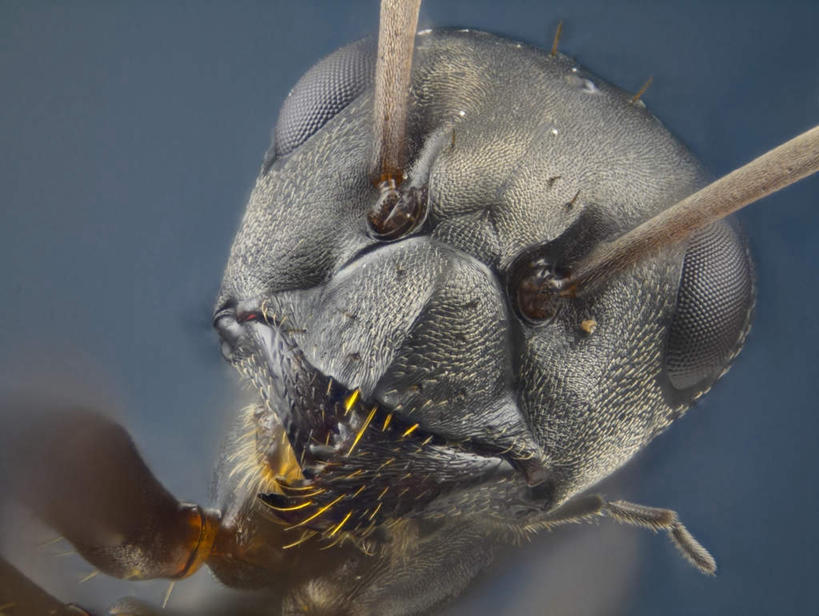 脸,头,脸颊,无人,横图,室内,特写,白天,正面,蓝色背景,模糊,昆虫,蚂蚁,注视,一只,动物,观察,看,摄影,影棚,观看,察看,关注,益虫,含糊,恍惚,模胡,依稀,隐约,头部,脸部,脸蛋,面部,半身,彩图,影棚拍摄,拍摄