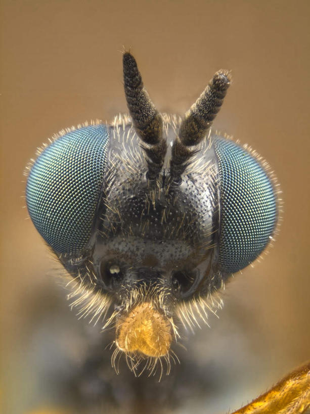 脸,头,眼睛,无人,竖图,室内,特写,白天,正面,苍蝇,阴影,朦胧,模糊,光线,细菌,昆虫,影子,一只,阳光,动物,眼部,病菌,害虫,传染,四害,复眼,头部,脸部,眼,半身,彩图