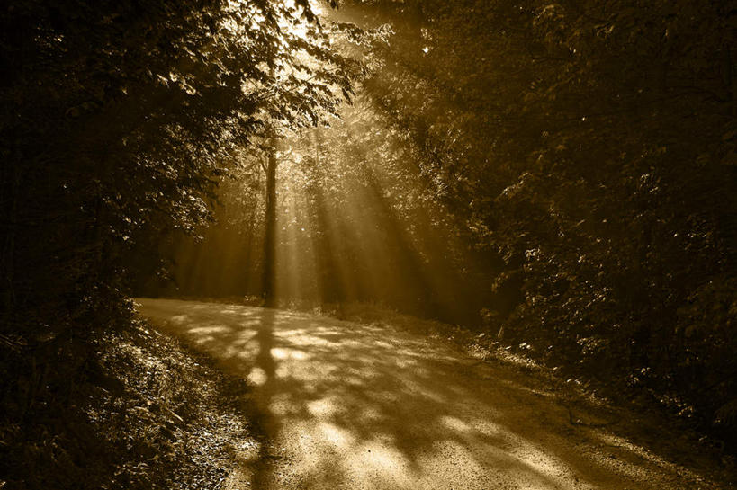 无人,横图,室外,白天,正面,旅游,度假,草地,草坪,日出,美景,树林,太阳,植物,阴影,光线,影子,景观,地面,朝霞,晨曦,黎明,照射,射线,娱乐,草,树,树木,绿色,阳光,自然,享受,休闲,景色,放松,生长,成长,自然风光,朝阳,彩图,破晓