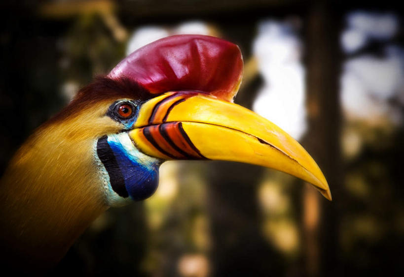 脸,头,脸颊,站,横图,室外,特写,白天,正面,旅游,度假,美景,植物,鸟,朦胧,模糊,鸟类,景观,注视,娱乐,树,树木,一只,黄色,蓝色,绿色,蓝天,天空,自然,天,观察,看,站着,享受,休闲,景色,放松,生长,晴朗,成长,观看,察看,关注,自然风光,喙,犀鸟,万里无云,盔犀鸟,鸟喙,头部,脸部,脸蛋,面部,晴空,晴空万里,站立,半身,彩图