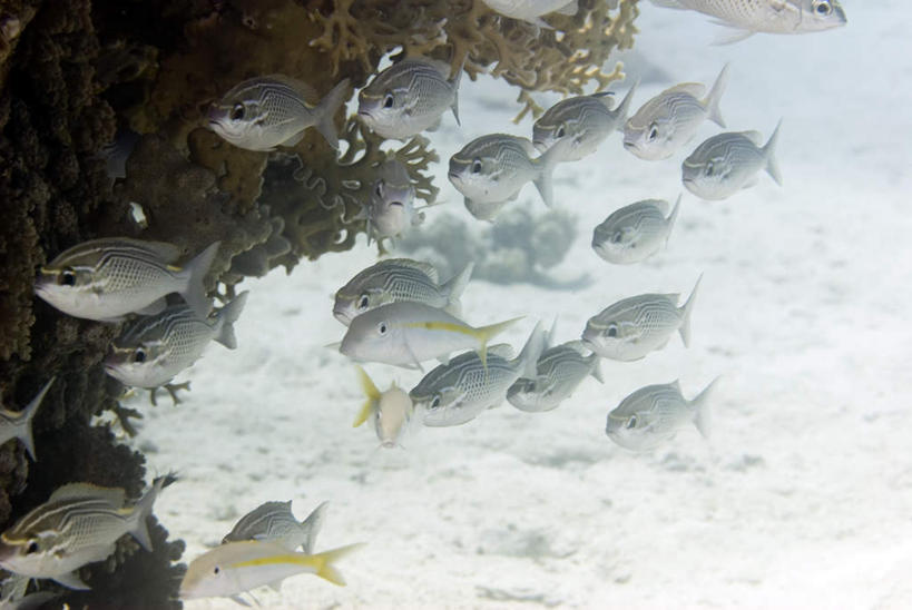 游泳,无人,横图,俯视,室外,白天,美景,许多,鱼,珊瑚,景观,银色,珊瑚礁,鱼类,海洋生物,自然,景色,自然风光,水生动物,水生物,海底动物,海底礁,泅水,拍浮,礁,岩石,彩图,高角度拍摄,全身