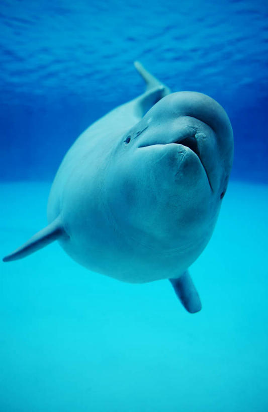 海鲜,无人,竖图,室内,白天,正面,海底,水下,海浪,海洋,哺乳动物,鲸鱼,一条,鱼,浪花,水底,水产,鱼类,海洋生物,海水,海底世界,鲸,水生动物,海产品,白鲸,水生物,海景,海底动物,贝鲁卡鲸,大海,风浪,海,海床,海水的波动,近岸浪,涌浪,彩图,全身