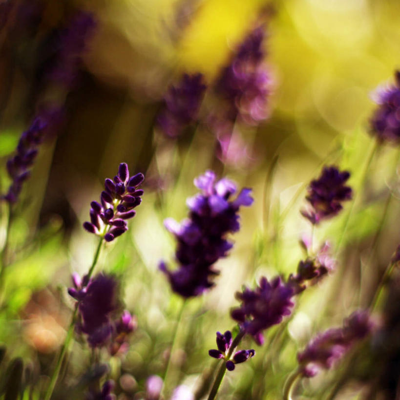 无人,方图,俯视,室外,白天,爱情,旅游,度假,花海,花圃,美景,植物,叶子,朦胧,模糊,盛开,光线,景观,夏季,浪漫,花蕾,娱乐,花,花瓣,花朵,花卉,鲜花,黄色,绿色,阳光,自然,香草,花丛,花束,花田,夏日,夏天,花苞,花蕊,薰衣草,享受,休闲,景色,放松,自然风光,呼吸,灵香草,黄香草,奇迹,炎天,彩图,高角度拍摄