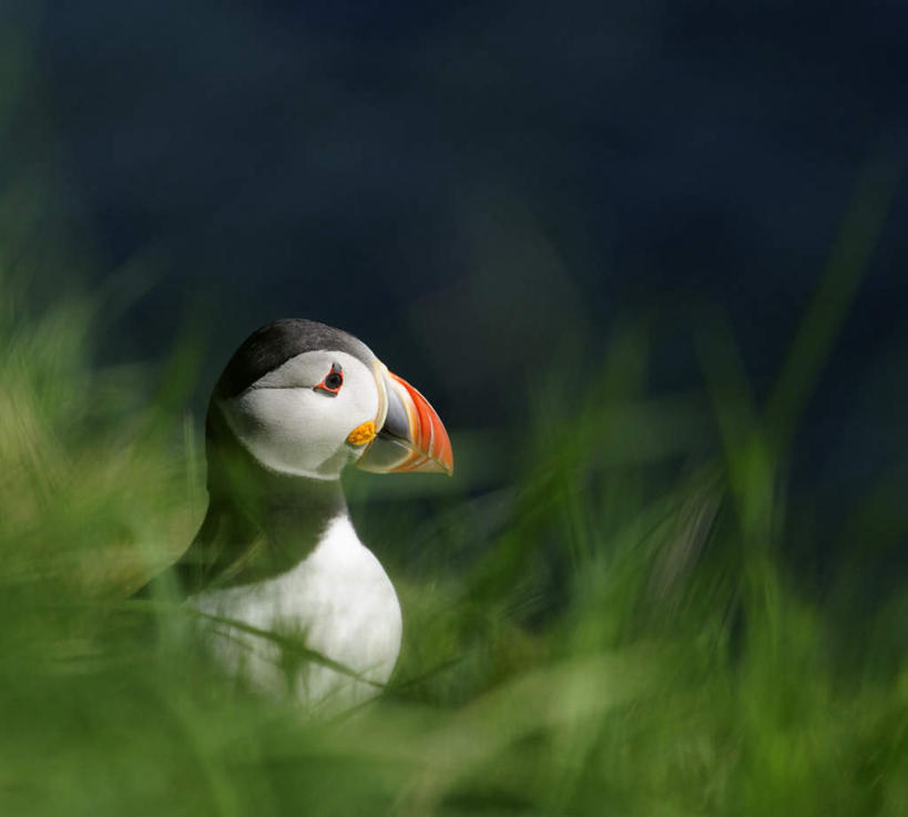 无人,站,横图,室外,白天,侧面,旅游,度假,草地,草坪,美景,植物,野生动物,朦胧,模糊,景观,注视,娱乐,草,一只,自然,动物,观察,看,站着,享受,休闲,景色,放松,可爱,活泼,观看,察看,关注,自然风光,海鹦,海鹦鹉,善知鸟,海雀,站立,半身,彩图