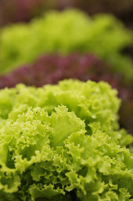 无人,竖图,室内,白天,正面,蔬菜,叶子,朦胧,模糊,新鲜,生菜,莴苣,食品,绿叶,食物,嫩叶,有机食品,绿色食品,春菜,鹅仔菜,莴仔菜,千金菜,叶用莴苣,叶,叶片,彩图