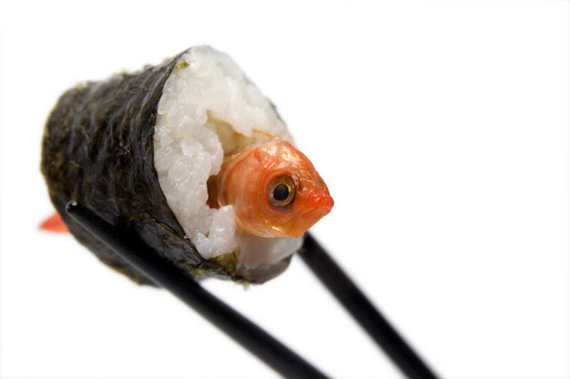 米饭,寿司,无人,横图,室内,特写,白天,正面,烹饪,筷子,静物,餐具,阴影,反射,鱼,影子,日本料理,料理,食品,饭,文化,传统,菜肴,美食,鱼类,食物,日式料理,日式,佳肴,礼节,五谷,醋饭,礼仪,四喜饭,进餐用具,彩图