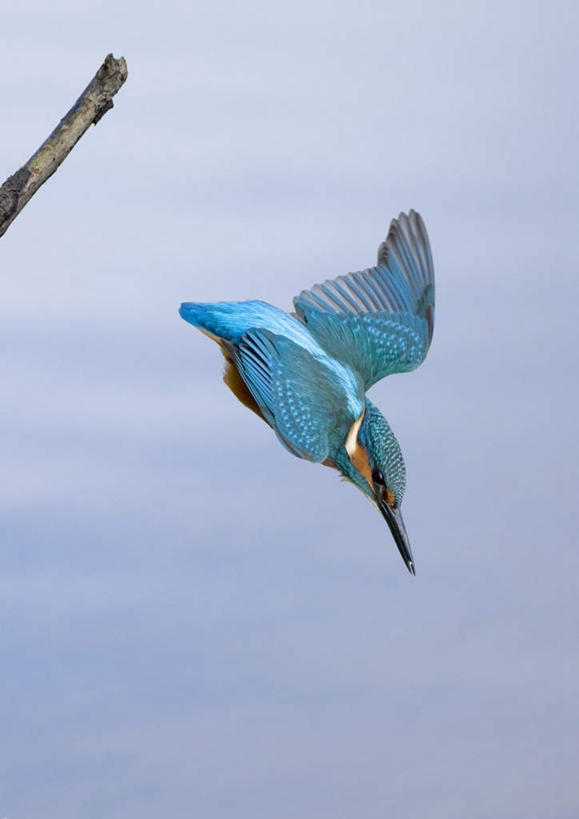 无人,竖图,室外,特写,白天,正面,旅游,度假,美景,植物,翠鸟,鸟,羽毛,飞翔,伸展,张开,展翅,朦胧,模糊,轻盈,柔软,飞行,翅膀,鸟类,景观,枝条,翱翔,注视,娱乐,飞,树,树木,树枝,一只,蓝色,自然,观察,看,享受,休闲,景色,放松,观看,察看,关注,自然风光,张开翅膀,轻柔,虬枝,枝杈,展开翅膀,鱼虎,鱼狗,大翠鸟,彩图,全身