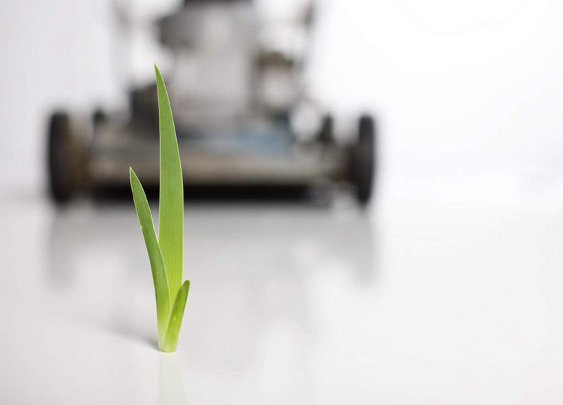 无人,横图,室内,特写,白天,正面,植物,静物,一棵,阴影,朦胧,模糊,反射,影子,绿色,自然,生长,成长,割草机,彩图