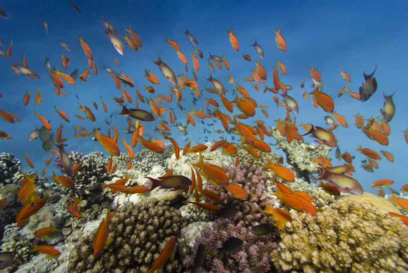 无人,横图,室外,白天,正面,海底,水下,美景,许多,阴影,光线,鱼,珊瑚,影子,景观,水底,很多,珊瑚礁,鱼类,海洋生物,红色,阳光,自然,景色,海底世界,自然风光,水生动物,水生物,海底动物,海底礁,海床,礁,岩石,彩图