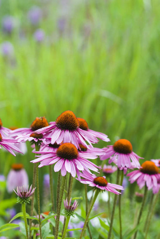无人,竖图,室外,白天,正面,旅游,度假,草地,草坪,美景,植物,许多,阴影,盛开,光线,影子,景观,茎,很多,花蕾,娱乐,草,花,花瓣,花朵,鲜花,绿色,阳光,自然,花苞,花蕊,享受,休闲,景色,放松,金花菊,自然风光,王爷葵,肿柄菊,彩图