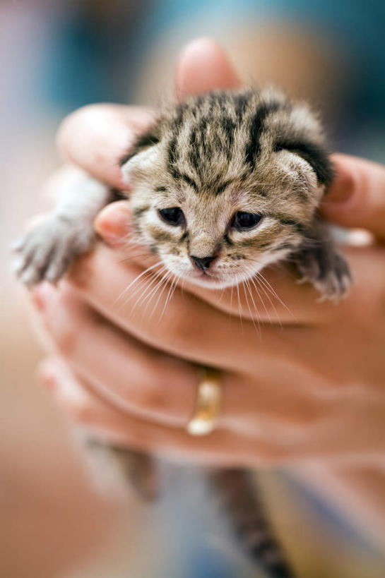 西方人,一个人,竖图,室内,特写,白天,正面,爱情,宠物,猫,欧洲,欧洲人,仅一个年轻女性,仅一个女性,仅一个人,握,朦胧,模糊,浪漫,注视,装饰品,一只,动物,戒指,饰品,首饰,观察,看,恩爱,可爱,握着,幼崽,观看,信物,察看,权利,关注,猫咪,手饰,年轻女性,女人,女性,白种人,半身,彩图