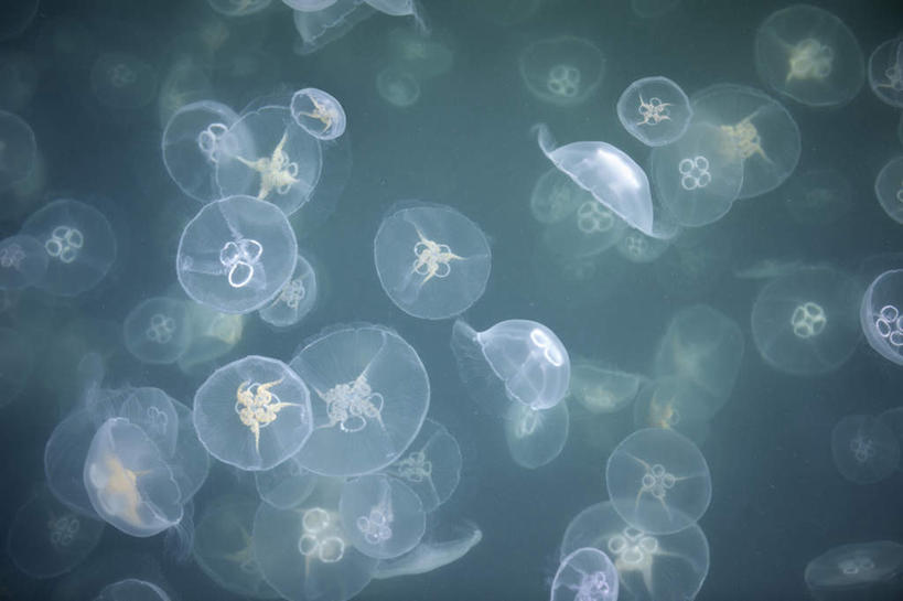 无人,横图,室外,白天,正面,海底,水下,许多,透明,水底,很多,美丽,海洋生物,无脊椎动物,海底世界,水生动物,浮游动物,水生物,凶猛,海底动物,通明,海床,水母,半身,彩图