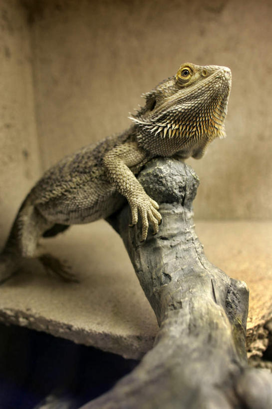 眼睛,鼻子,嘴,无人,竖图,室外,白天,正面,美景,野生动物,蜥蜴,瞳孔,阴影,反射,影子,墙,景观,树桩,注视,墙壁,墙面,树,树干,一只,自然,动物,观察,看,趴着,木桩,景色,眼部,观看,察看,关注,自然风光,石龙子,泉龙,猪婆蛇,四脚蛇,蜴,鼻,鼻孔,口,口腔,眼,嘴巴,嘴唇,趴,半身,彩图