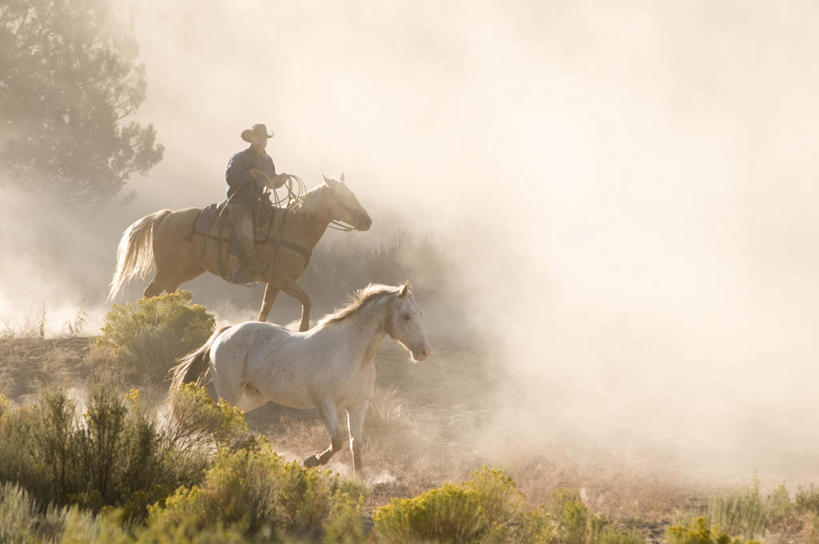 西方人,一个人,坐,横图,室外,白天,侧面,草地,草坪,植物,马,野生动物,欧洲,欧洲人,仅一个男性,仅一个人,许多,阴影,漂浮,飘扬,光线,影子,飘落,草,仅一个年轻男性,绿色,阳光,动物,奔跑,驾驶,行驶,运输,牲畜,下沉,灌木,操纵,灰尘,尘土,控制,挥动,挥舞,两匹,马鞭,降落,操控,把持,飘零,男人,男性,年轻男性,白种人,坐着,彩图,全身