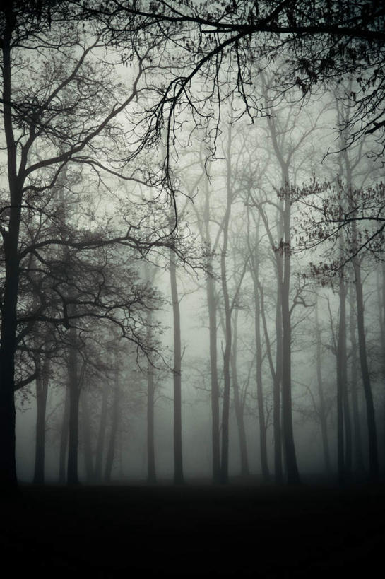 无人,竖图,阶调图片,室外,白天,正面,旅游,度假,美景,森林,树林,植物,雾,朦胧,模糊,围绕,景观,凌晨,清晨,娱乐,树,树木,自然,享受,休闲,景色,放松,缭绕,生长,成长,迷雾,早晨,自然风光,旋绕,萦绕,回绕,大雾,彩图