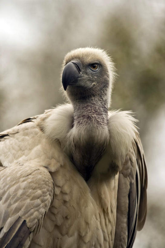 眼睛,无人,竖图,室外,特写,白天,正面,鸟,野生动物,羽毛,瞳孔,阴影,朦胧,模糊,轻盈,柔软,反射,鸟类,秃鹫,影子,注视,一只,动物,观察,看,眼部,栖息,观看,察看,关注,凶猛,喙,轻柔,栖身,残暴,凶残,眼,座山雕,秃鹰,狗头鹫,半身,彩图
