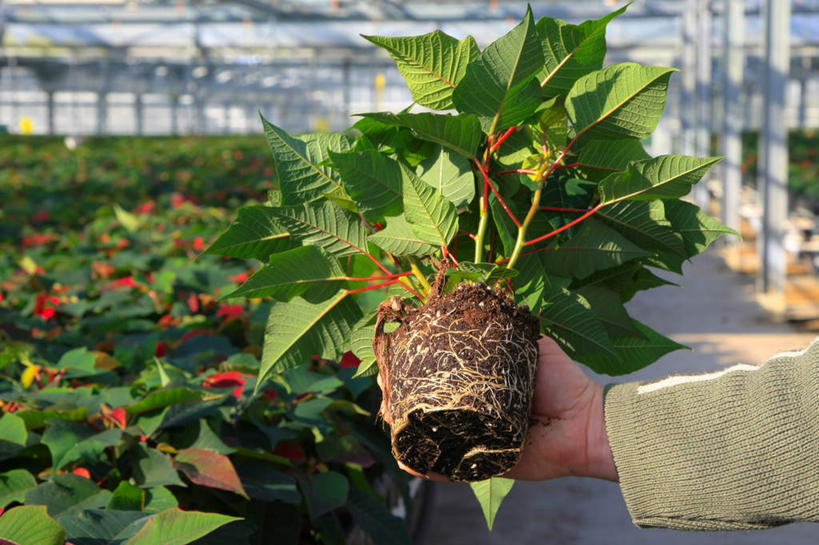 西方人,手,一个人,捧,横图,室内,白天,正面,兴奋,热情,植物,叶子,欧洲,欧洲人,仅一个男性,仅一个人,阴影,新鲜,光线,盆栽,影子,绿叶,盆景,开放,仅一个年轻男性,红色,绿色,阳光,自然,健康,温暖,手部,嫩叶,奔放,活力,积极,激情,朝气,生长,成长,青春,暖色,吉祥,大棚,生命,和平,安详,饱满,革命,热烈,赤色,充实,斗志,喜气,主动,冷色,男人,男性,年轻男性,白种人,叶,叶片,端,端着,捧着,手捧,半身,彩图,欢乐