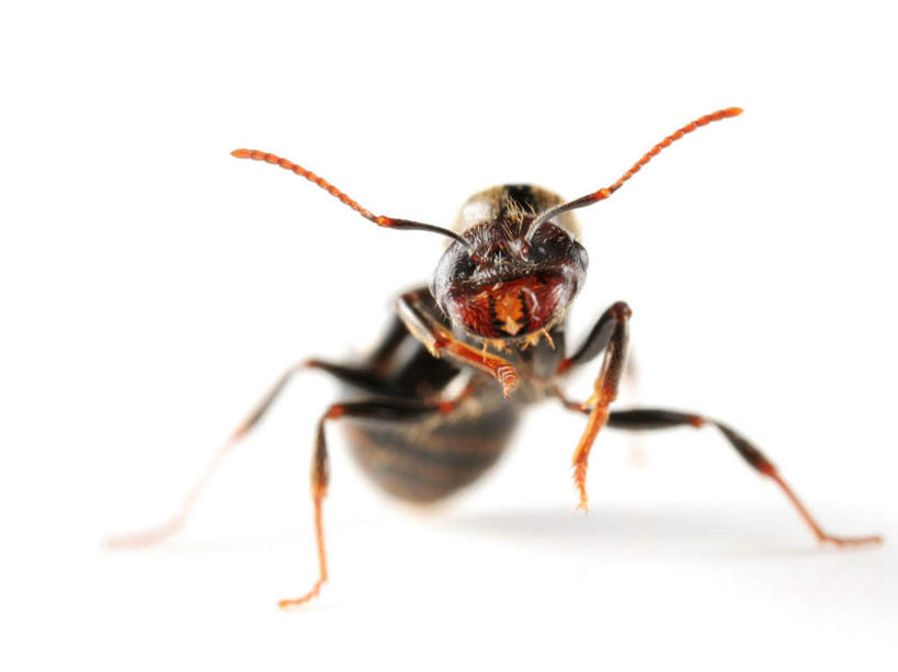 无人,横图,室内,白天,白色背景,正面,阴影,朦胧,模糊,反射,昆虫,蚂蚁,影子,注视,一只,动物,观察,看,趴着,摄影,影棚,观看,察看,关注,益虫,趴,彩图,全身,影棚拍摄,拍摄