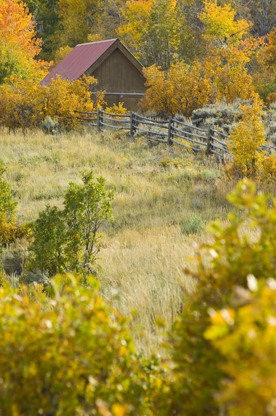 无人,家,竖图,室外,白天,正面,旅游,度假,美景,秋季,树林,植物,美国,阴影,光线,影子,房屋,屋子,景观,娱乐,楼房,住宅,树,树木,绿色,阳光,自然,享受,休闲,景色,放松,生长,成长,北美,北美洲,自然风光,美洲,科罗拉多州,科罗拉多,北亚美利加洲,亚美利加洲,百年州,一间,秋,秋天,彩图,房子