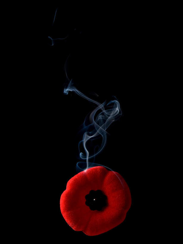 无人,竖图,室内,特写,白天,正面,植物,罂粟,静物,黑色背景,盛开,烟雾,草药,花蕾,中药,花,花瓣,花朵,鲜花,一朵,红色,花苞,花蕊,摄影,影棚,毒品,药材,中草药,中药材,本草,止痛,镇静,安眠,红罂粟,罂粟花,彩图,影棚拍摄,拍摄