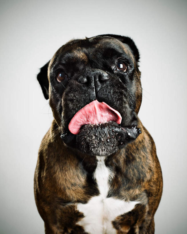 无人,竖图,室内,白天,正面,宠物,狗,灰色背景,斗牛犬,注视,吐舌头,一只,动物,观察,看,伸舌头,张嘴,鬼脸,吐舌,可爱,摄影,影棚,观看,察看,关注,牛头犬,张大嘴巴,忠诚,英国斗牛犬,斗牛狗,老虎狗,英国老虎犬,张开嘴,犬,半身,彩图,影棚拍摄,拍摄