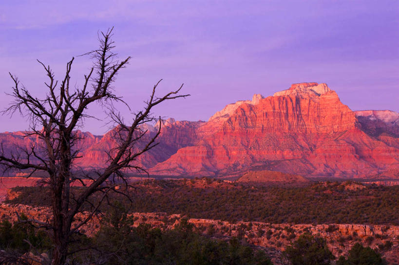 无人,公园,横图,室外,白天,正面,旅游,度假,美景,山,山脉,植物,美国,一棵,枯萎,景观,山峰,云,云朵,山峦,云彩,娱乐,树,树木,蓝色,绿色,白云,蓝天,天空,自然,群山,天,享受,休闲,景色,放松,生长,晴朗,成长,死亡,北美,北美洲,犹他州,自然风光,美洲,北亚美利加洲,亚美利加洲,犹他,蜂窝之州,蜂房州,锡安国家公园,宰恩国家公园,枯败,晴空,彩图