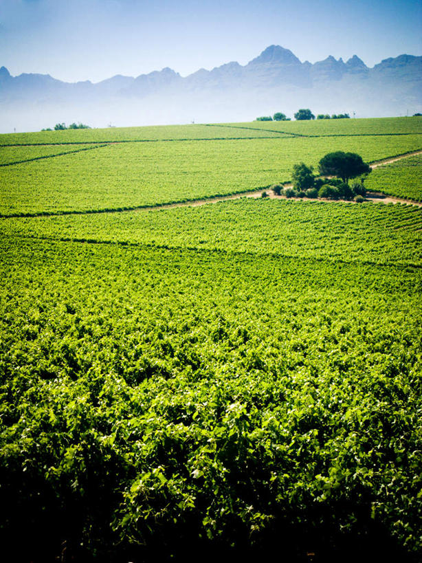 无人,果园,竖图,室外,白天,正面,旅游,度假,草地,草坪,美景,山,山脉,田园,植物,水果,非洲,南非,阴影,新鲜,光线,影子,景观,山峰,云,云朵,生食,食品,果实,山峦,云彩,娱乐,葡萄园,草,树,树木,食物,蓝色,绿色,白云,蓝天,天空,阳光,自然,庄园,群山,天,享受,休闲,景色,放松,有机食品,绿色食品,生长,晴朗,成长,自然风光,阿非利加洲,南非共和国,赫曼努斯,晴空,彩图