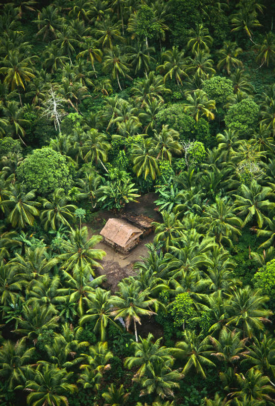 无人,竖图,俯视,室外,白天,旅游,度假,美景,森林,树林,植物,新鲜,草屋,景观,娱乐,树,树木,绿色,自然,享受,休闲,景色,放松,茂盛,生长,成长,青春,繁茂,生命,自然风光,和平,安详,橡胶树,兴旺,昌盛,冷色,昌隆,畅旺,发达,蕃芜,繁盛,富强,隆盛,蓬勃,旺盛,兴隆,兴盛,郁勃,彩图,高角度拍摄,茅舍