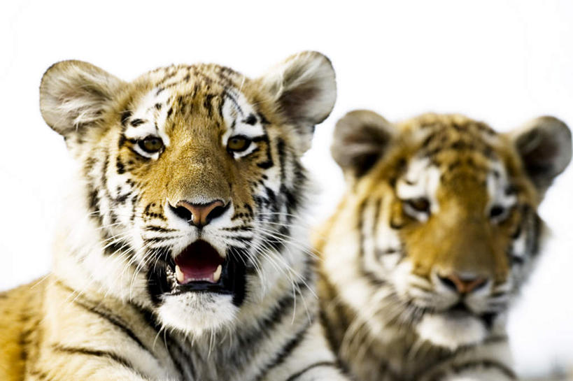 脸,头,脸颊,牙齿,无人,横图,室内,特写,白天,白色背景,正面,哺乳动物,虎,野生动物,朦胧,模糊,锐利,纹理,注视,动物,观察,看,张嘴,两只,摄影,影棚,观看,察看,锋利,尖锐,关注,尖利,凶猛,张大嘴巴,犀利,厉害,残暴,凶残,头部,齿,脸部,脸蛋,面部,牙,牙龈,张开嘴,老虎,半身,彩图,影棚拍摄,拍摄