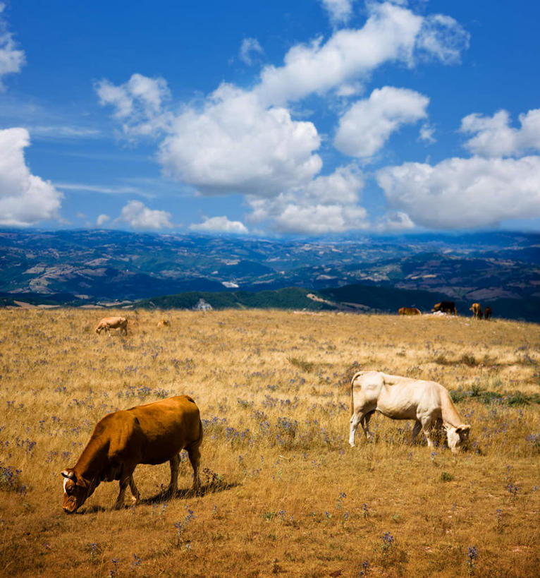 无人,吃,竖图,俯视,室外,白天,旅游,度假,草地,美景,山,山脉,植物,牛,阴影,光线,影子,景观,山峰,云,云朵,山峦,云彩,娱乐,草,蓝色,绿色,白云,蓝天,天空,阳光,自然,动物,群山,天,低头,两只,享受,休闲,家畜,景色,放松,牲畜,三头,晴朗,连绵,绵延,自然风光,垂头,联贯,晴空,嚼,食,彩图,高角度拍摄,全身,连缀