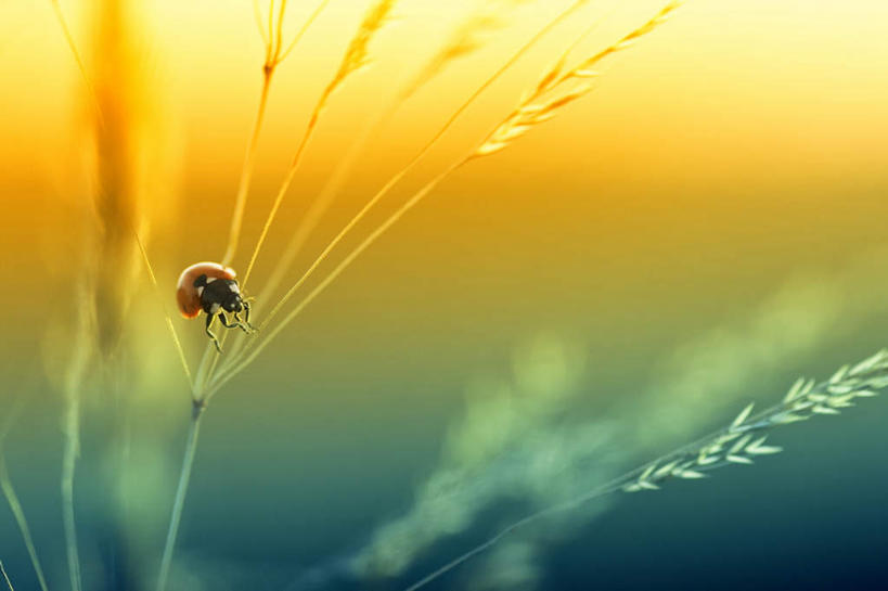 无人,横图,室外,白天,正面,旅游,度假,草地,草坪,美景,日落,植物,瓢虫,朦胧,模糊,昆虫,斑点,景观,晚霞,霞光,落日,娱乐,草,一只,绿色,自然,黄昏,动物,趴着,享受,休闲,景色,彩霞,放松,自然风光,益虫,夕照,夕阳,七星瓢虫,花大姐,趴,彩图,全身,斜阳