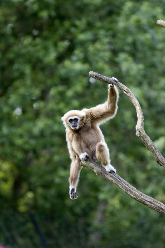 无人,站,竖图,室外,白天,仰视,美景,植物,哺乳动物,猴,野生动物,猴子,吊挂,握,悬挂,朦胧,模糊,景观,枝条,挂,拿,拿着,注视,树,树木,树枝,一只,自然,动物,观察,看,站着,景色,可爱,握着,活泼,观看,察看,关注,自然风光,长臂猿,虬枝,枝杈,站立,彩图,低角度拍摄,全身