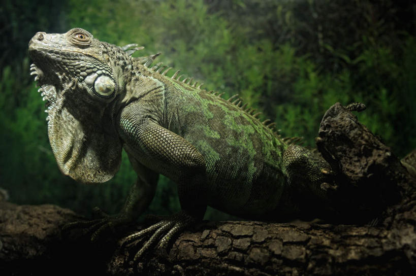 无人,站,横图,室内,白天,侧面,旅游,度假,美景,植物,野生动物,蜥蜴,朦胧,模糊,景观,树桩,注视,娱乐,树,树干,树木,一只,绿色,自然,动物,观察,看,站着,享受,休闲,木桩,景色,放松,生长,成长,观看,察看,关注,自然风光,石龙子,鬃狮蜥,山龙子,石蜴,泉龙,猪婆蛇,五寸棍,四脚蛇,蜴,守宫,站立,半身,彩图