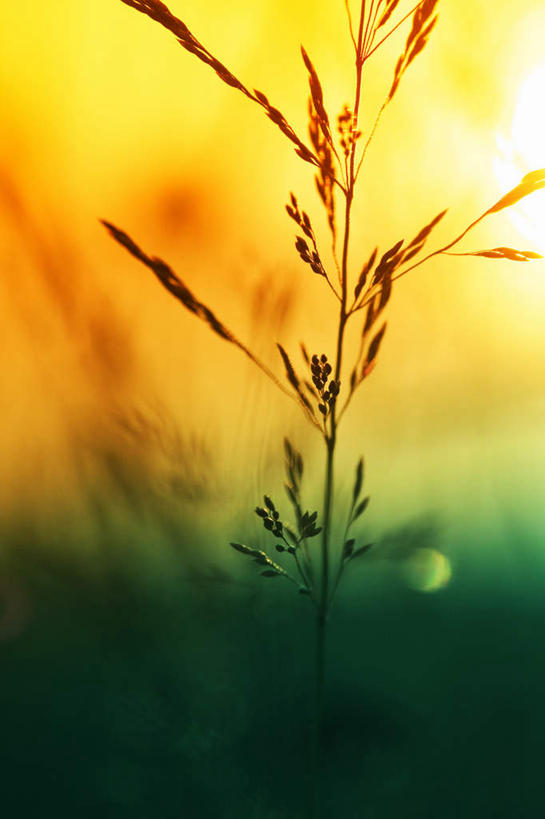 无人,竖图,室外,白天,正面,旅游,度假,草地,草坪,美景,植物,朦胧,模糊,景观,晚霞,霞光,稻穗,娱乐,草,绿色,自然,黄昏,春季,春天,享受,休闲,景色,彩霞,放松,生机,生命,自然风光,春日,夕照,夕阳,彩图,斜阳