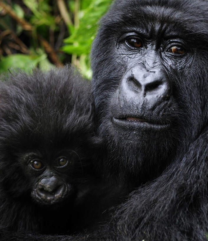 脸,头,脸颊,无人,竖图,室外,特写,白天,正面,旅游,度假,美景,植物,猩猩,景观,注视,娱乐,绿色,自然,观察,看,亲昵,两只,享受,休闲,景色,放松,亲密,亲热,生长,成长,观看,察看,关注,自然风光,大猩猩,亲切,金刚猩猩,密切,头部,脸部,脸蛋,面部,半身,彩图