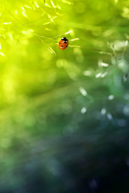 无人,竖图,室外,特写,白天,仰视,美景,瓢虫,阴影,朦胧,模糊,新鲜,反射,昆虫,影子,斑点,景观,一只,绿色,自然,动物,景色,青春,生命,自然风光,和平,安详,益虫,冷色,七星瓢虫,花大姐,彩图,低角度拍摄