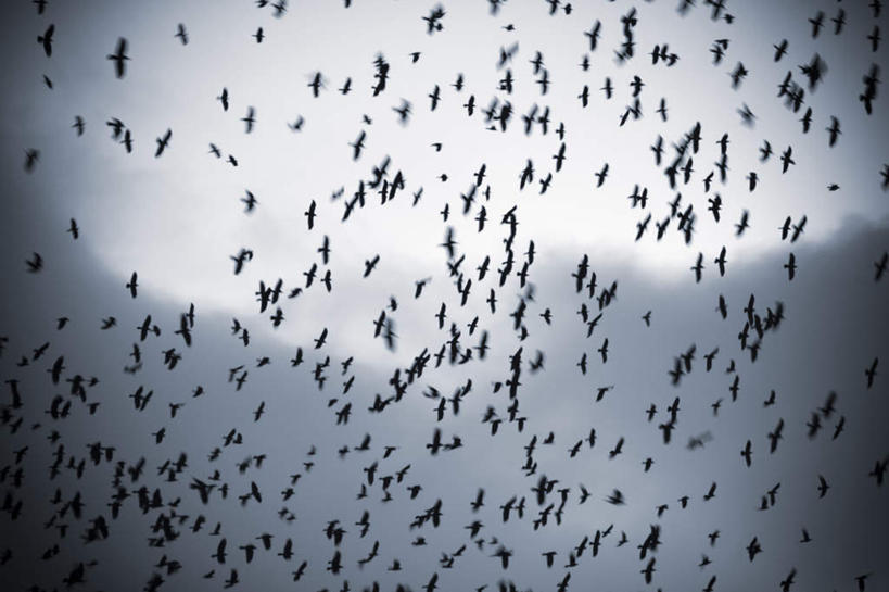 无人,横图,室外,白天,仰视,鸟,野生动物,许多,飞翔,伸展,张开,展翅,阴影,飞行,光线,翅膀,鸟类,影子,云,云朵,很多,背光,翱翔,凌乱,云彩,注视,飞,蓝色,白云,蓝天,天空,阳光,动物,天,观察,看,晴朗,观看,厌恶,乌鸦,死亡,吉祥,察看,混乱,关注,逆光,张开翅膀,不祥,楚乌,老鸹,厄运,纷乱,缭乱,庞杂,讨厌,展开翅膀,恐惧,晴空,彩图,低角度拍摄,全身
